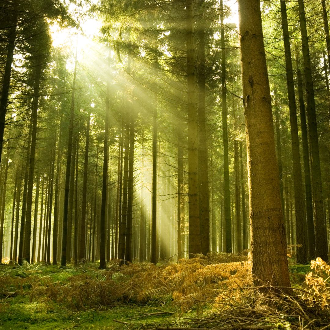 Erfahre mehr über die beruhigende Wirkung von Zirbenholz. Dein LuxCocoon Moment. 